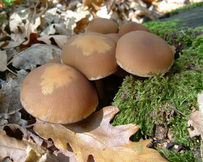 Collybia (cfr. Psathyrella piluliformis)